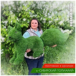 БЕЛКА бегущая